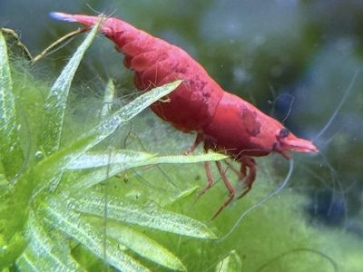 Cherry Shrimps