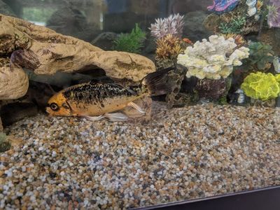 fish for sale