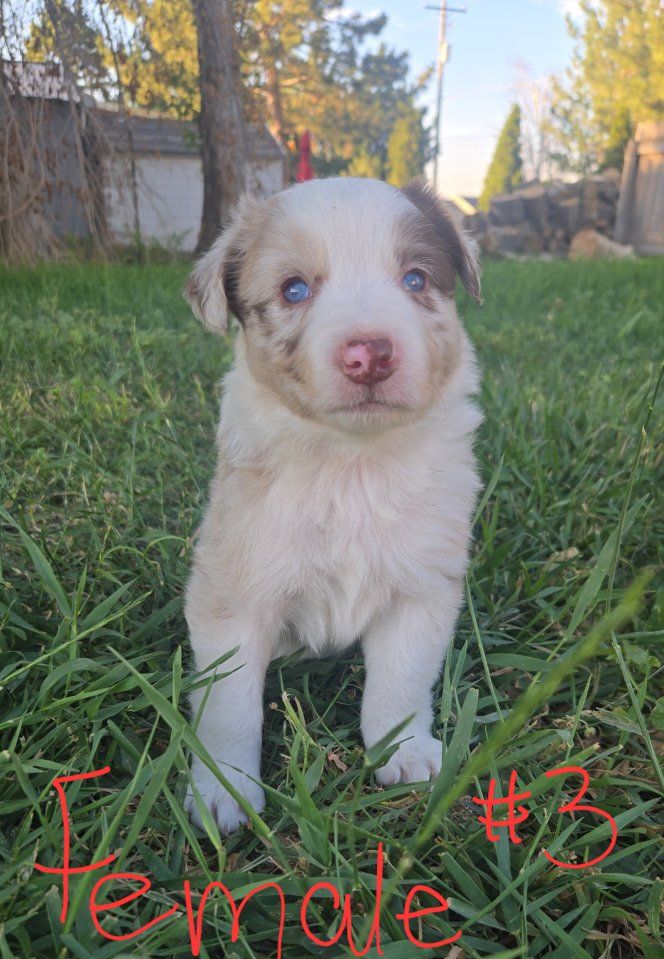 Border Collie Puppies - ABCA