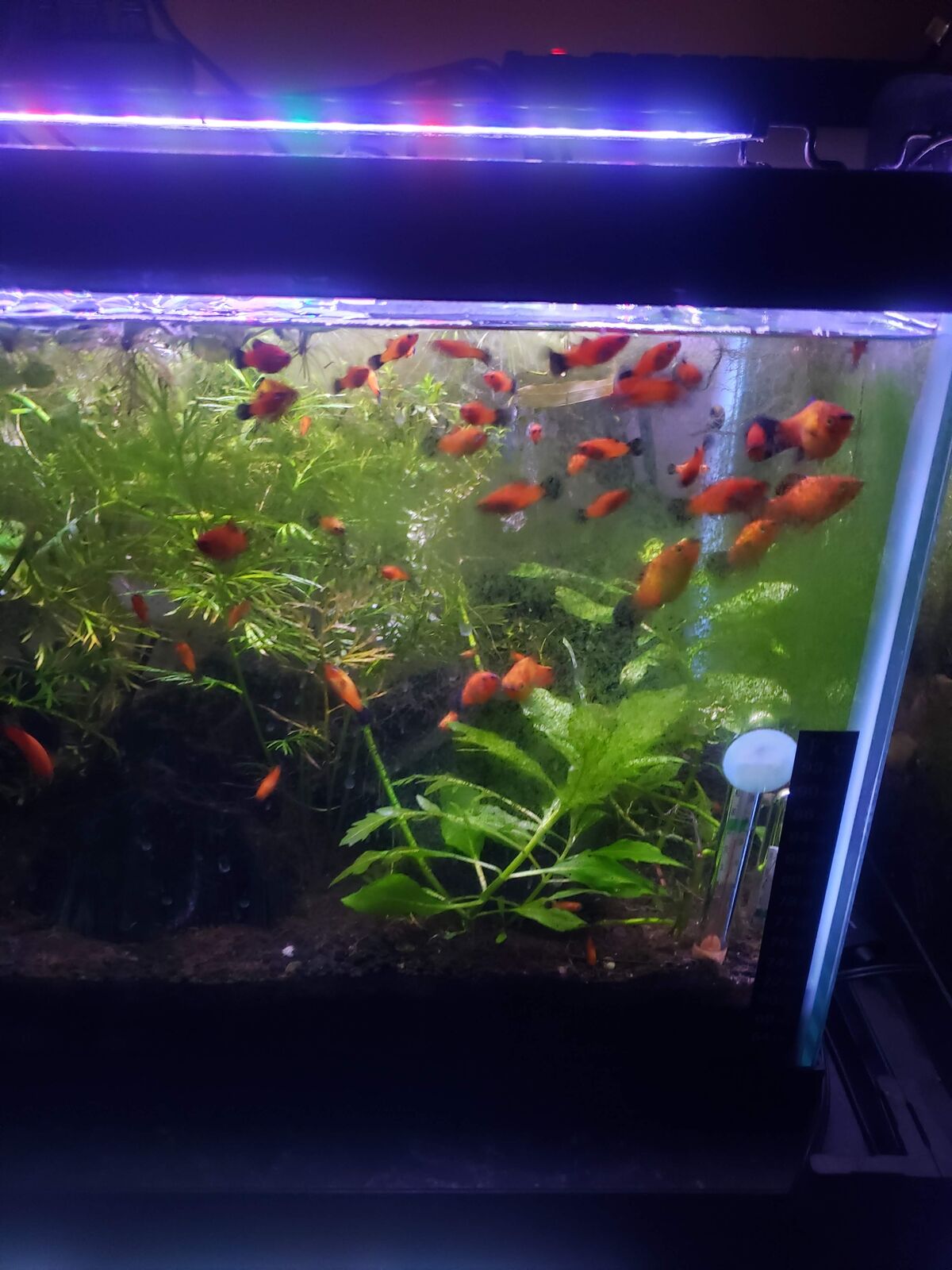 Red Wag & Sunburst Wag Platy Fish