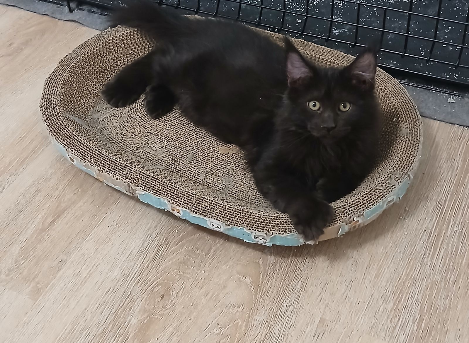 European Polydactyl Maine Coons Black Smoke