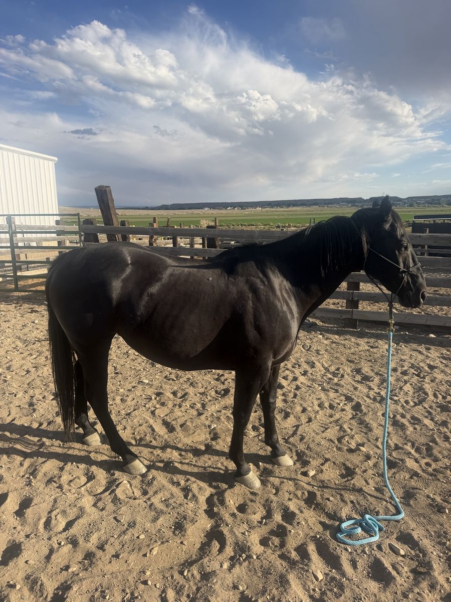 13 year old Jet black quarter