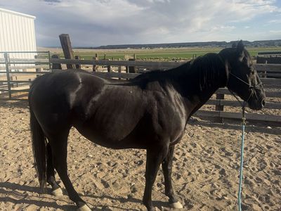 13 year old Jet black quarter