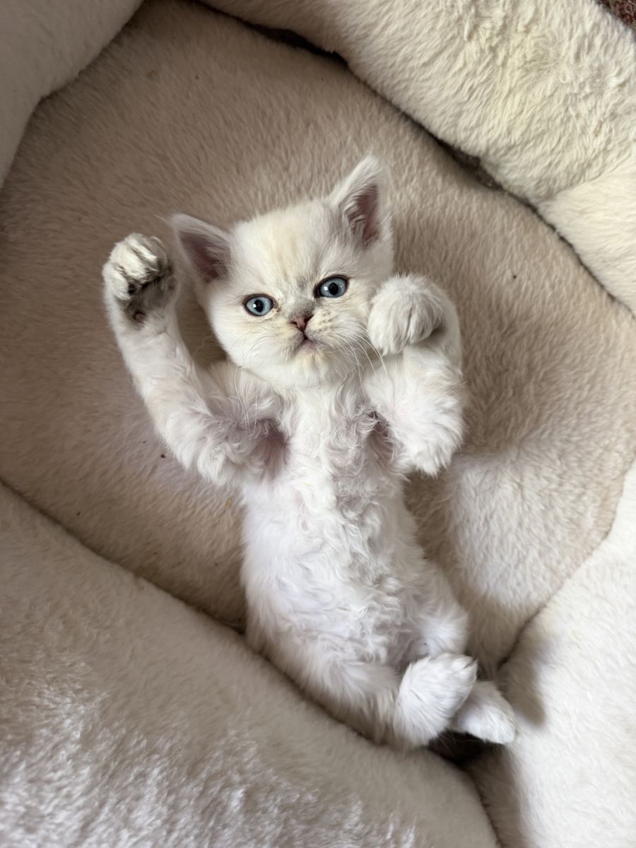 Exotic Shorthair Persian mix kitten.