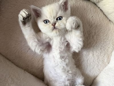 Exotic Shorthair Persian mix kitten.