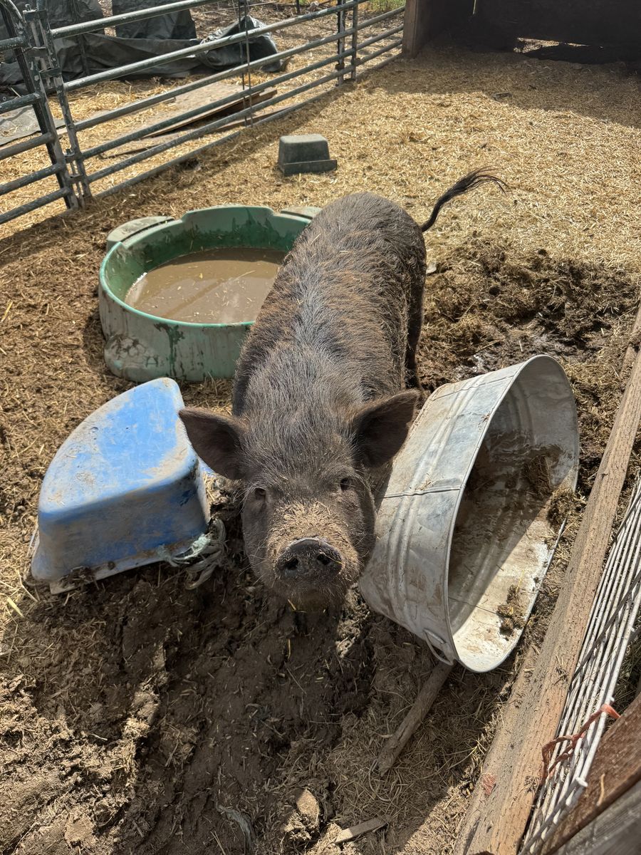Minnie the Kune Kune sow