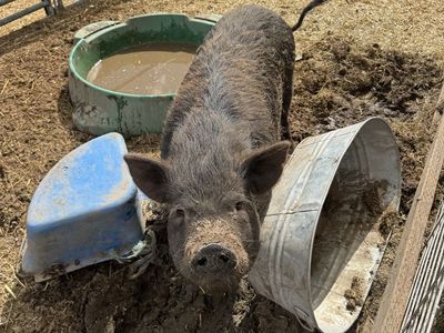 Minnie the Kune Kune sow