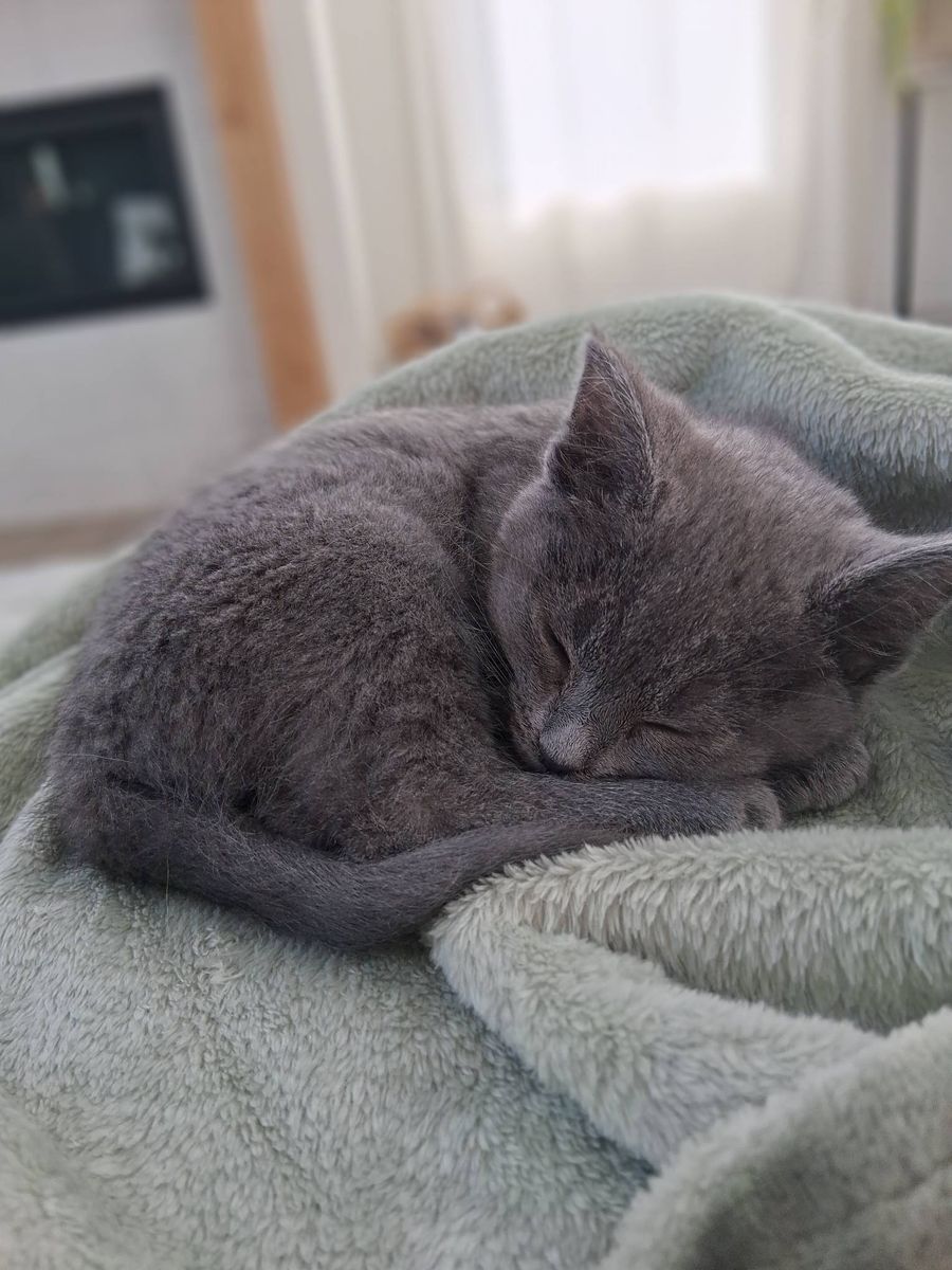 Kitten