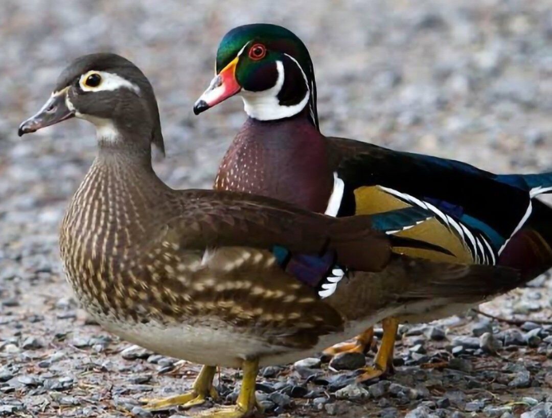 ISO Wood Ducks