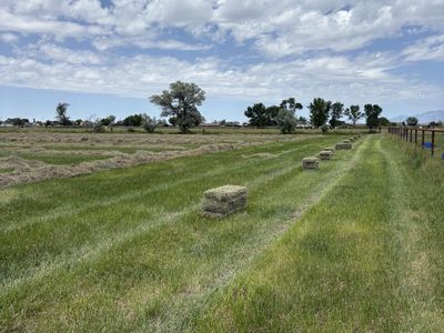 excellent grass hay