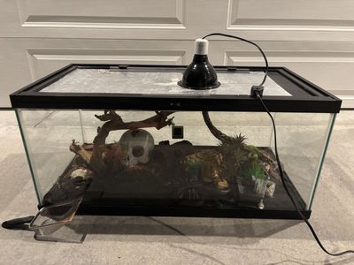 40-Gallon Desert Reptile Setup – Ready to Use!