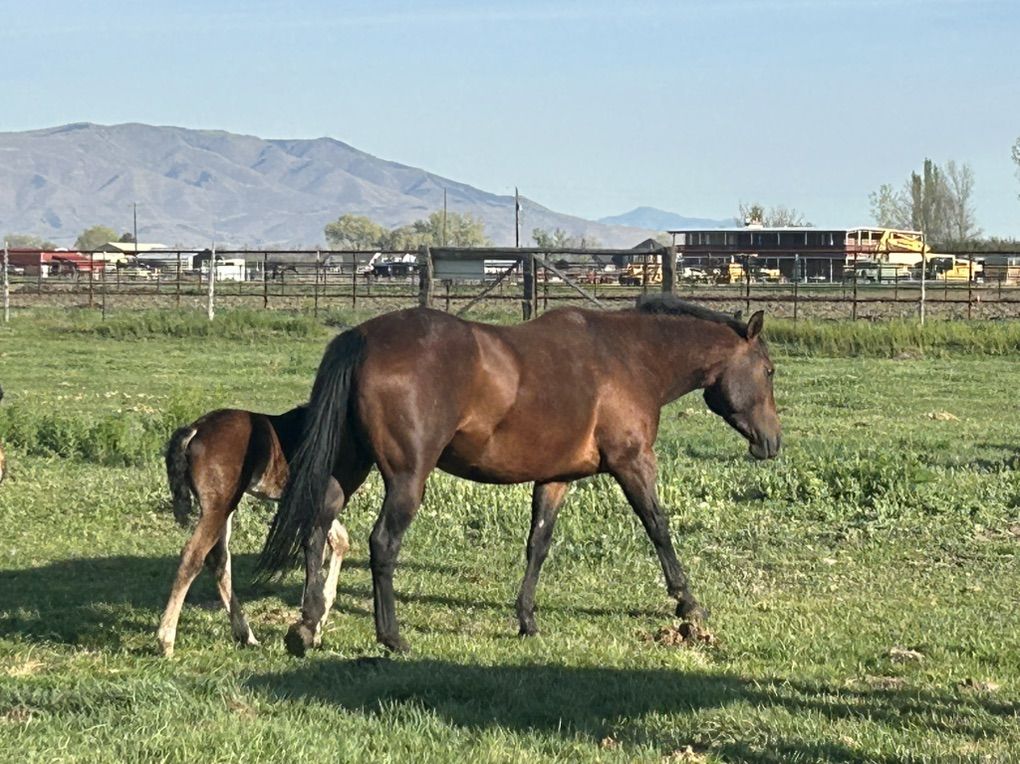 QH Mares With QTR Colts On Side & Bred Back