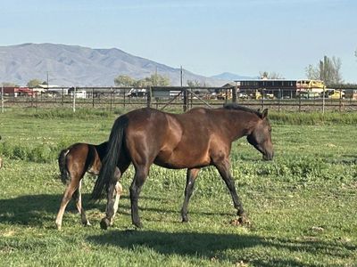 QH Mares With QTR Colts On Side & Bred Back