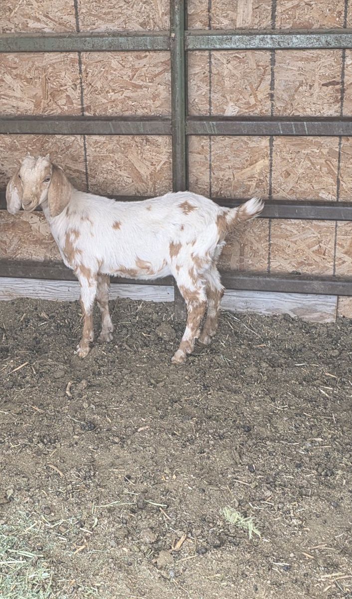Young Doe beautiful ready for new home