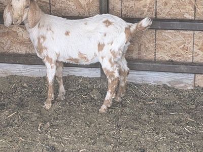 Young Doe beautiful ready for new home