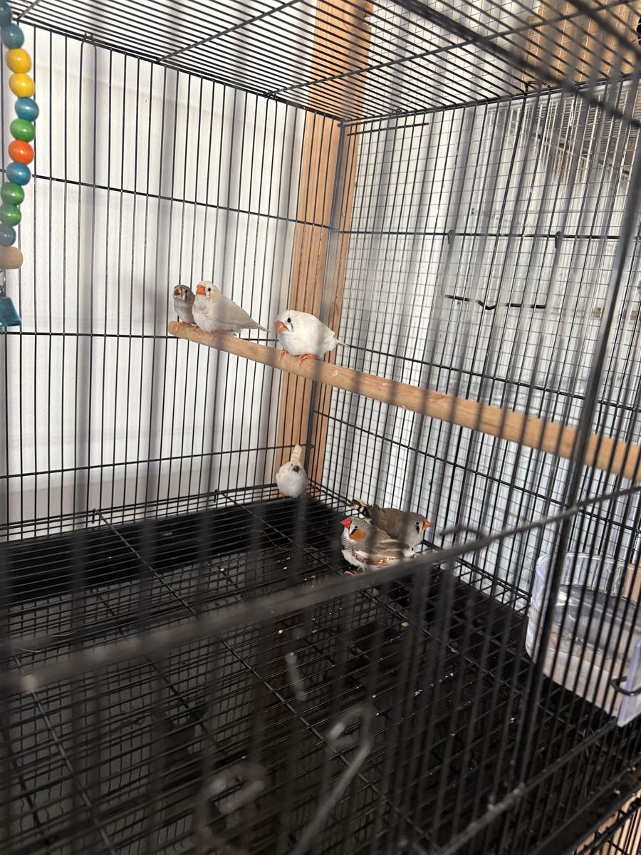 Zebra Finches...