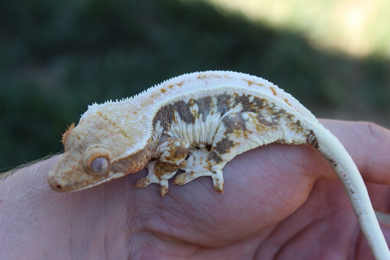 Definitely female crested gecko