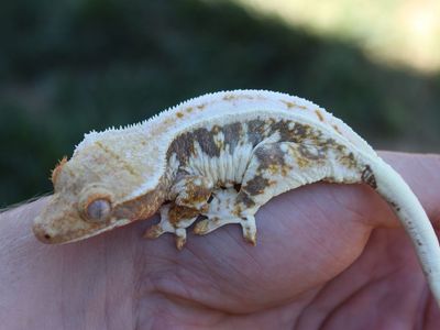 Definitely female crested gecko