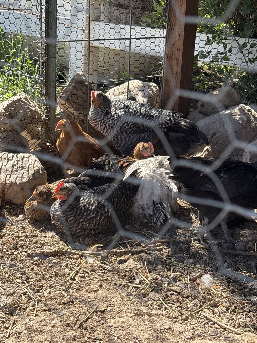 Layer laying mix chickens for sale! Baby chicks laying hens!!  2 months old