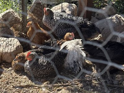 Layer laying mix chickens for sale! Baby chicks laying hens!! 2 months old