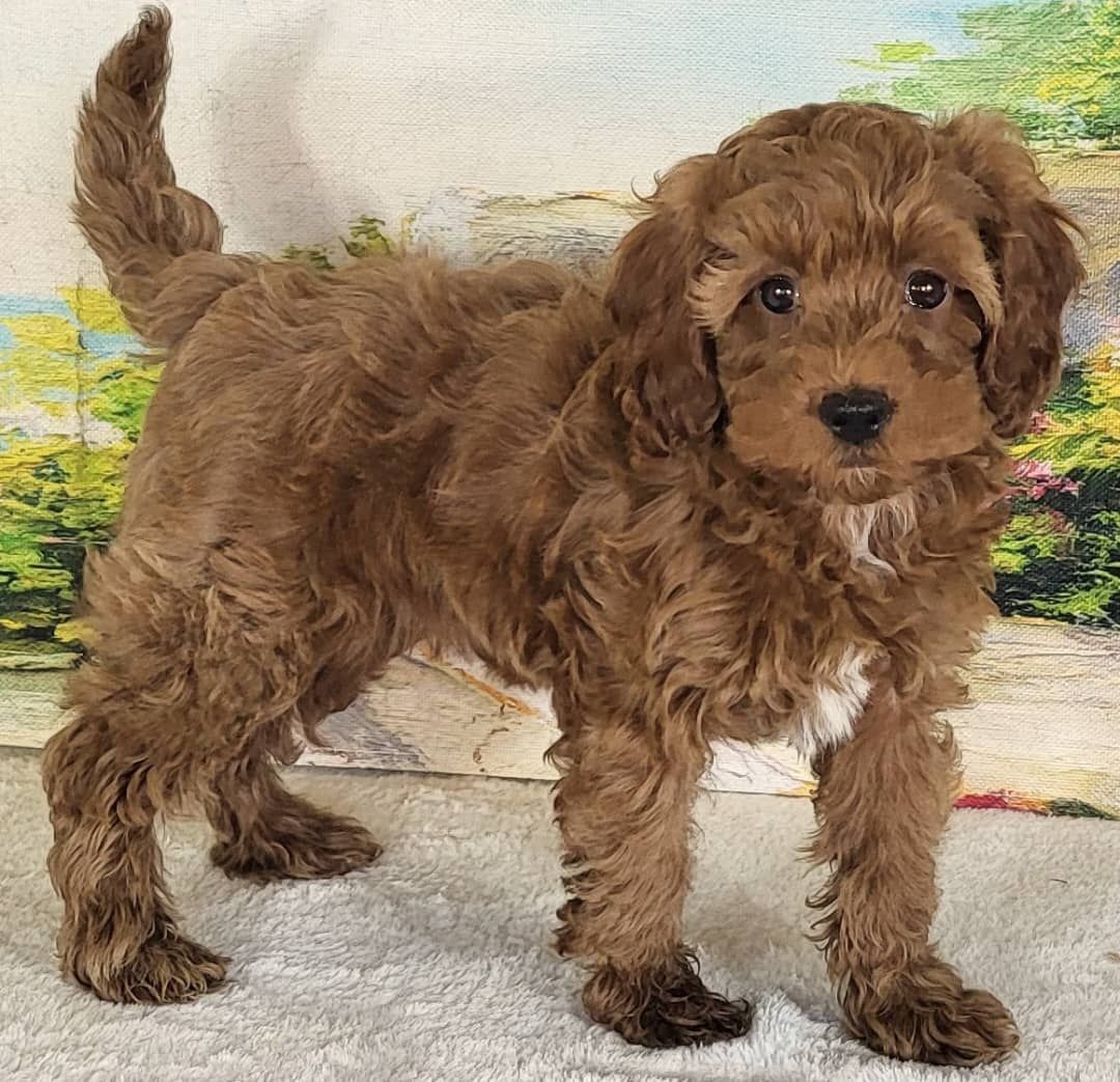 Girl Noli – Micro Mini Goldendoodle $2200