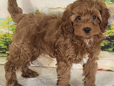 Girl Noli – Micro Mini Goldendoodle $2200