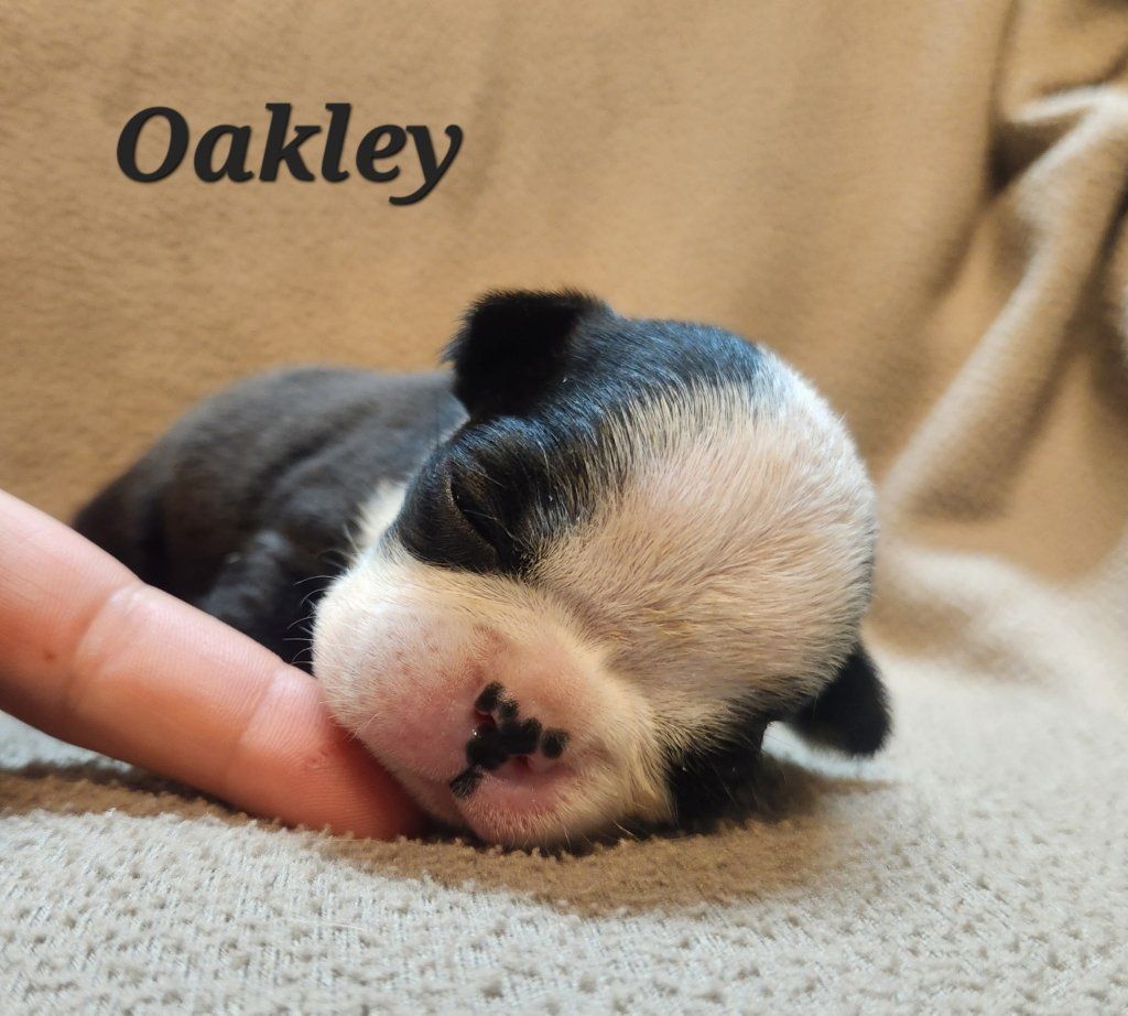 Adorable Boston Terrier Puppies purebred