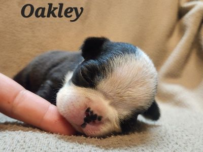 Adorable Boston Terrier Puppies purebred
