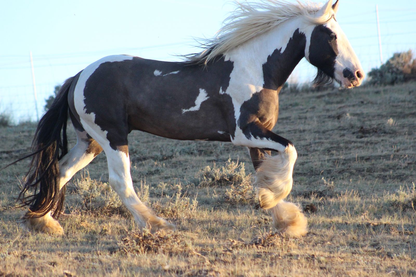 Grulla Gypsy Stallion