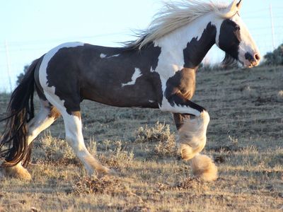 Grulla Gypsy Stallion