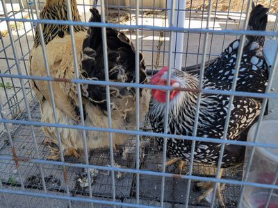 2 hens / chickens