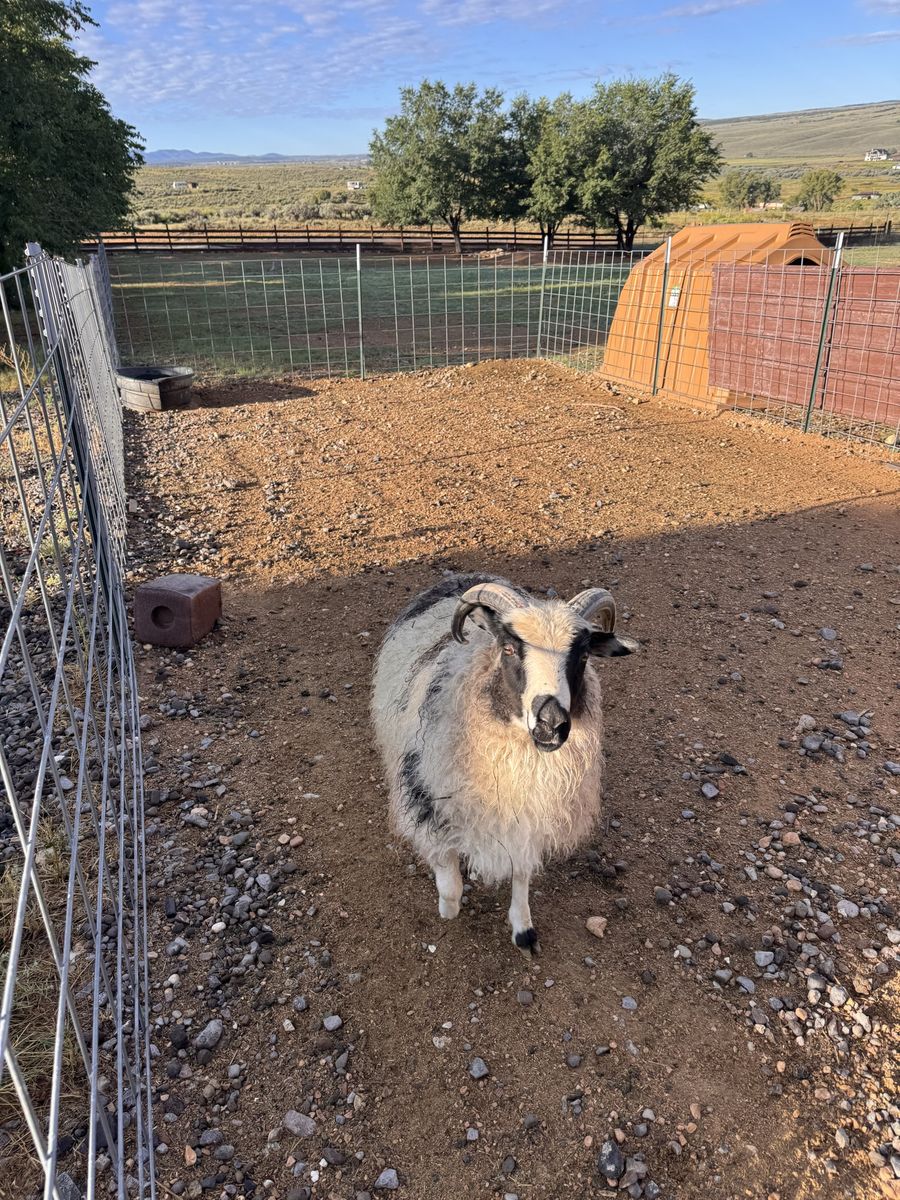 Icelandic Ram