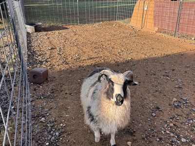 Icelandic Ram