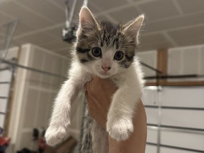 Male Kitten