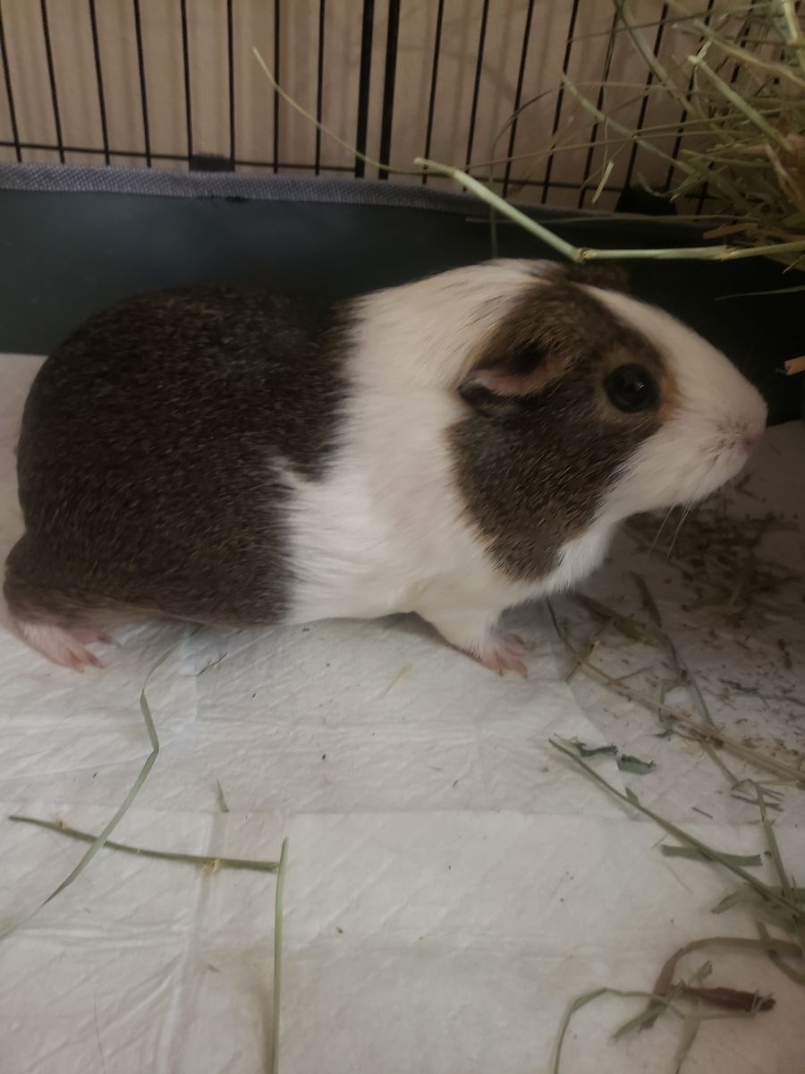 Female Guinea Pig