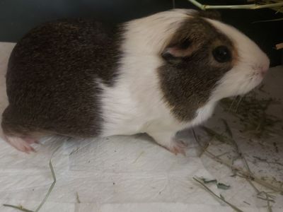 Female Guinea Pig