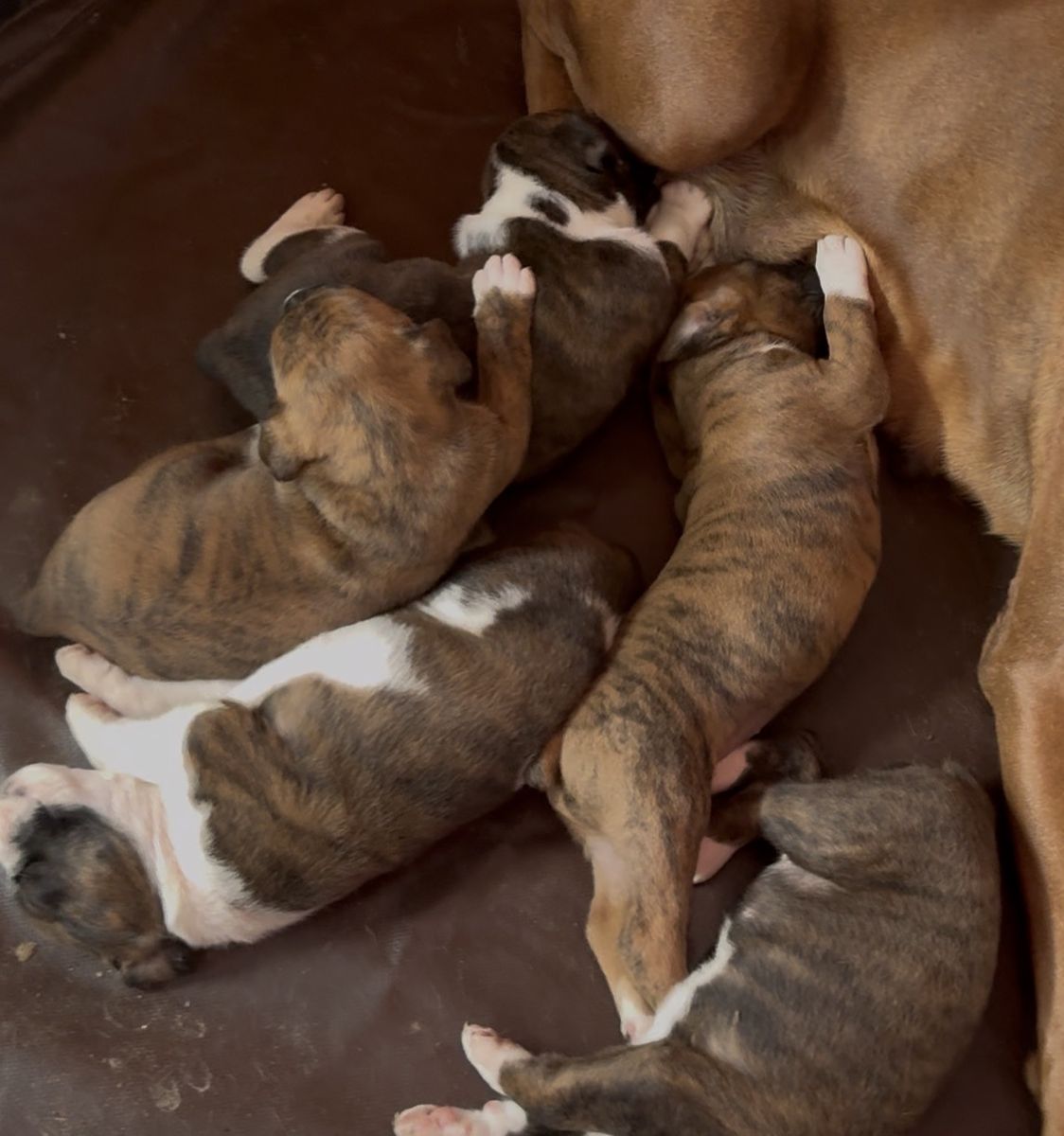 Purebred Boxer Puppies  Ready end of April
