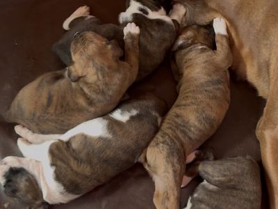 Purebred Boxer Puppies Ready end of April