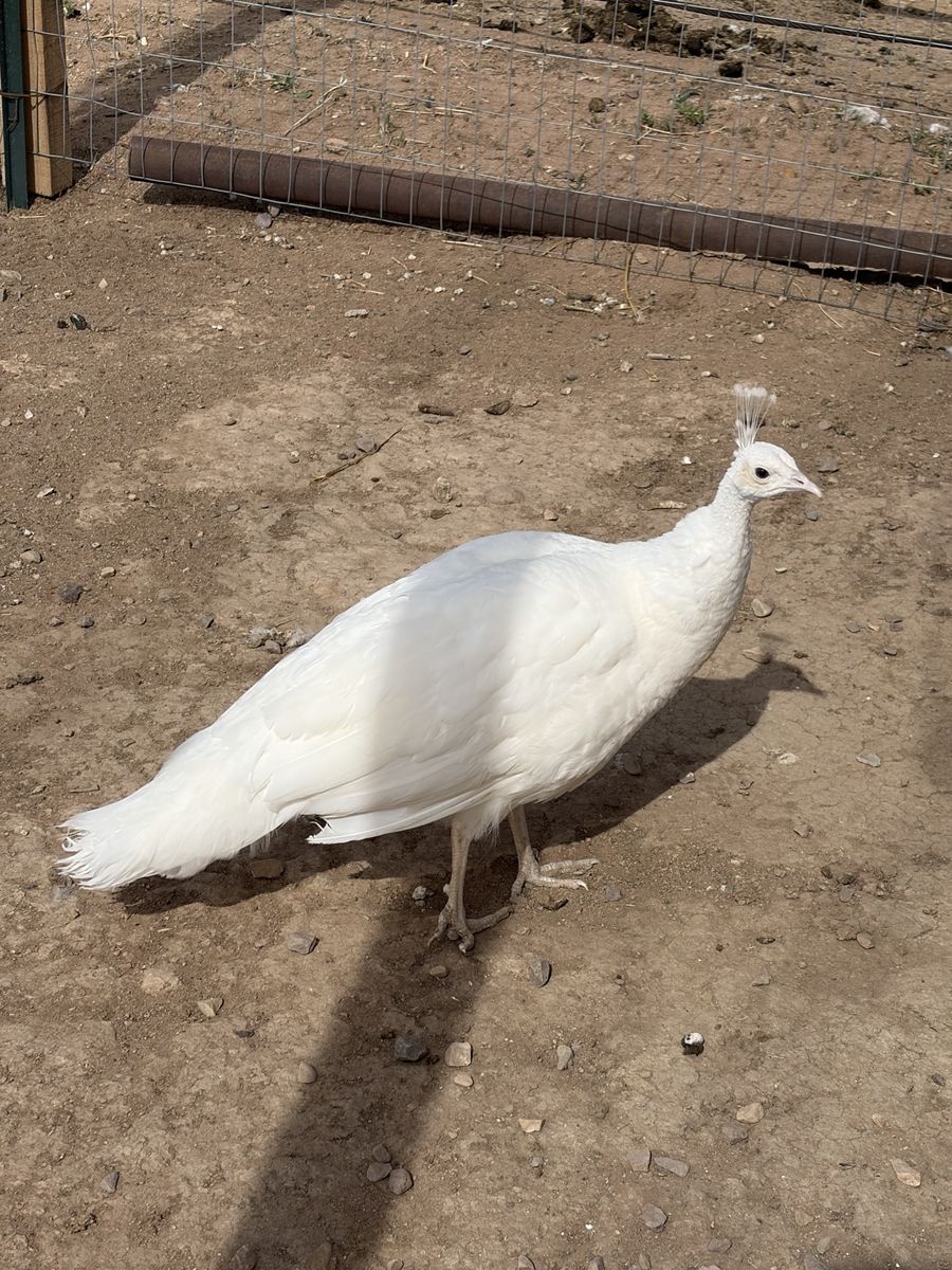 ISO White male peacock