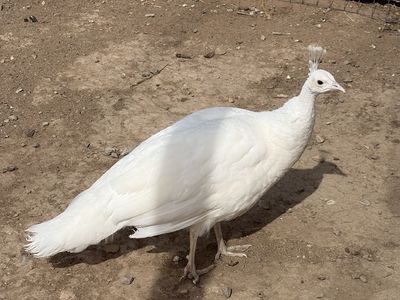ISO White male peacock