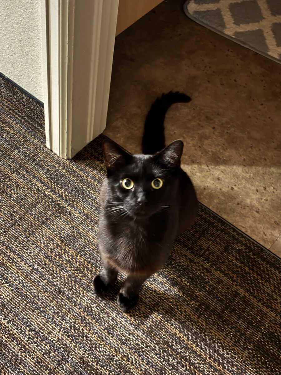 Hi! I am Meowser! Black Cat - Male, 3 Years Old, Friendly and Playful, Neutered