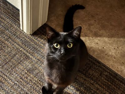 Hi! I am Meowser! Black Cat - Male, 3 Years Old, Friendly and Playful, Neutered