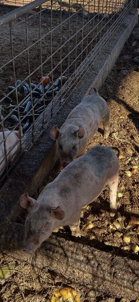 10 week Old Feeder Pigs