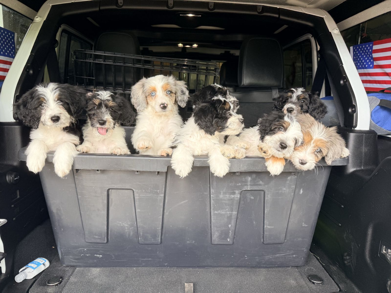 Mini Aussiedoodle Puppies PRICE REDUCED