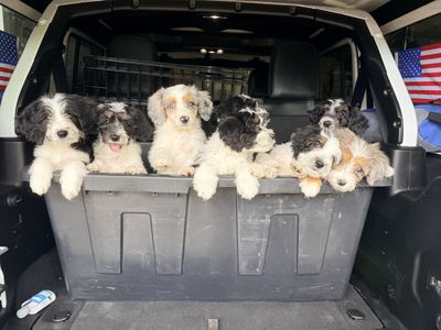 Mini Aussiedoodle Puppies PRICE REDUCED