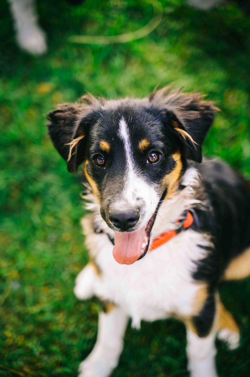 5-Month-Old Mini Aussie- Professional Cuddler