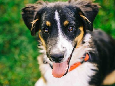 5-Month-Old Mini Aussie- Professional Cuddler
