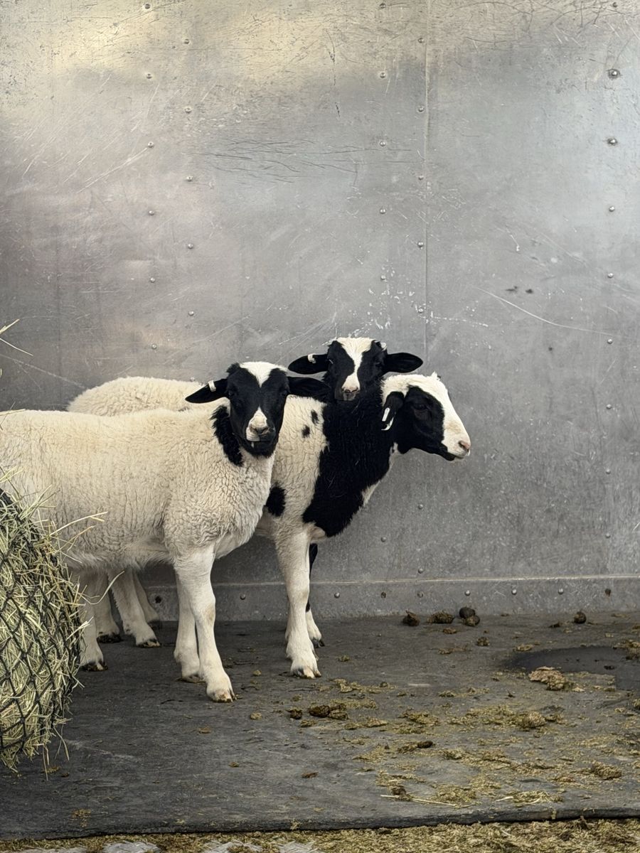 Three Dorper wither lambs for sale.