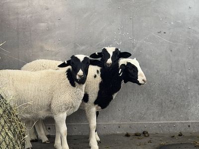 Three Dorper wither lambs for sale.