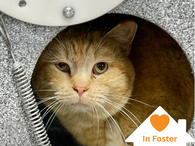 Hello my name is Cucumber